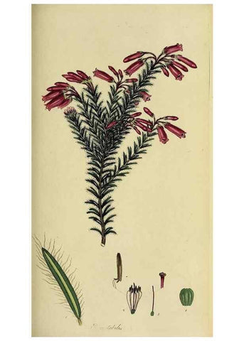 Reproducción/Reproduction 49720961112: The heathery, or, A monograph of the genus Erica :. London :Henry G. Bohn,1845.. 