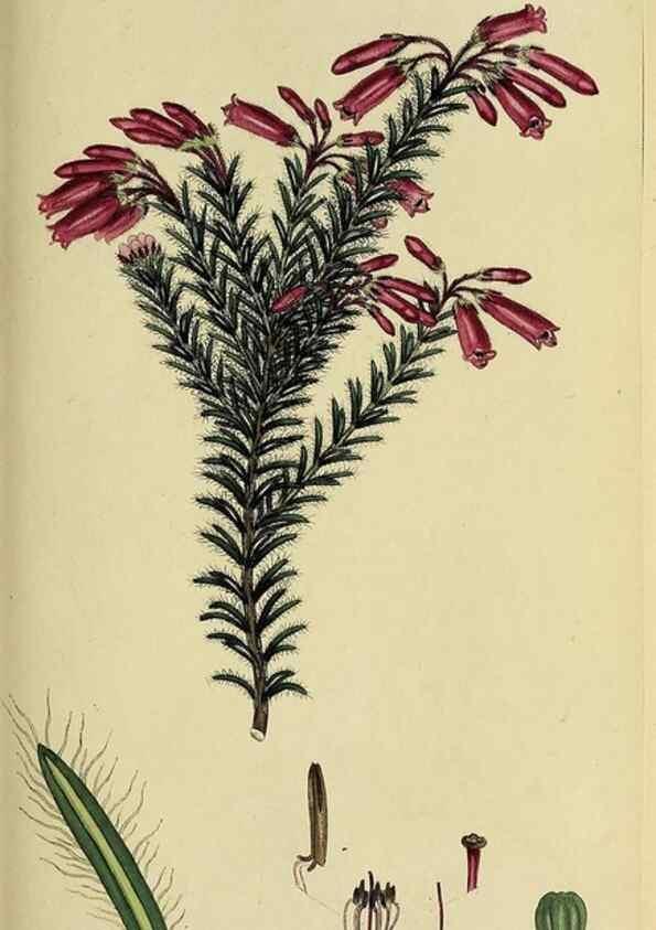 Reproducción/Reproduction 49720961112: The heathery, or, A monograph of the genus Erica :. London :Henry G. Bohn,1845.. 
