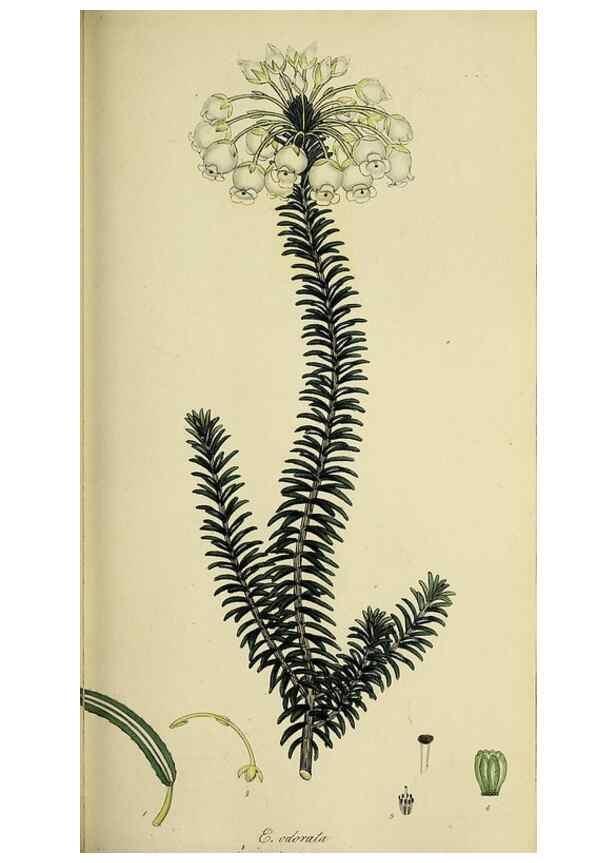 Reproducción/Reproduction 49720647541: The heathery, or, A monograph of the genus Erica :. London :Henry G. Bohn,1845.. 
