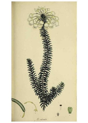 Reproducción/Reproduction 49720647541: The heathery, or, A monograph of the genus Erica :. London :Henry G. Bohn,1845.. 