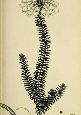 Reproducción/Reproduction 49720647541: The heathery, or, A monograph of the genus Erica :. London :Henry G. Bohn,1845.. 