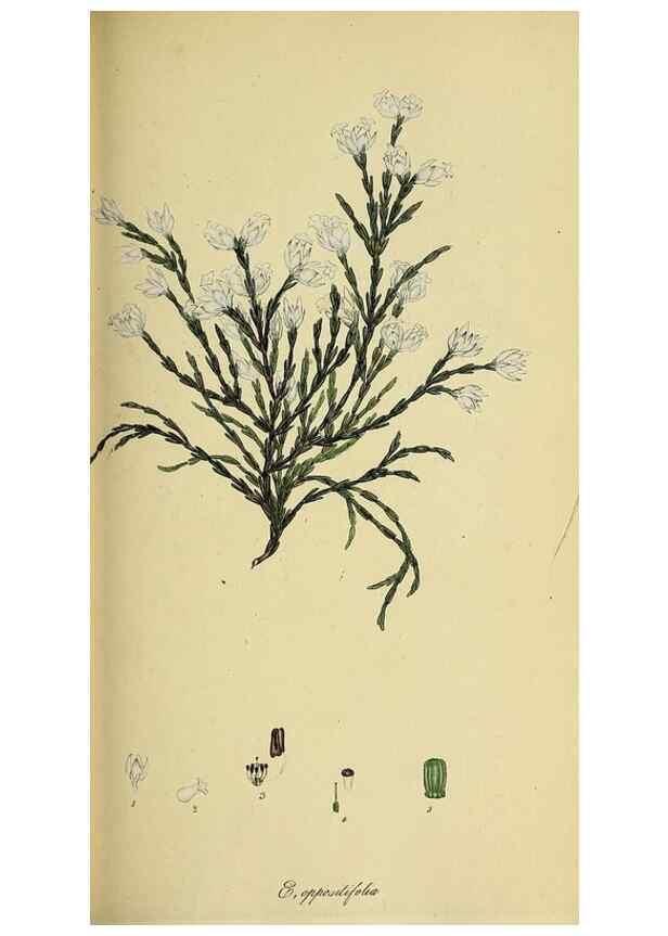 Reproducción/Reproduction 49720647896: The heathery, or, A monograph of the genus Erica :. London :Henry G. Bohn,1845.. 