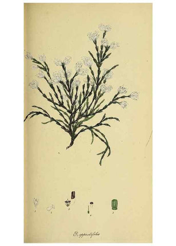 Reproducción/Reproduction 49720647896: The heathery, or, A monograph of the genus Erica :. London :Henry G. Bohn,1845.. 