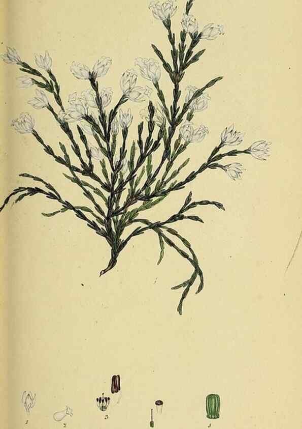 Reproducción/Reproduction 49720647896: The heathery, or, A monograph of the genus Erica :. London :Henry G. Bohn,1845.. 