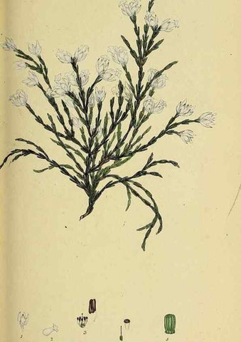 Reproducción/Reproduction 49720647896: The heathery, or, A monograph of the genus Erica :. London :Henry G. Bohn,1845.. 