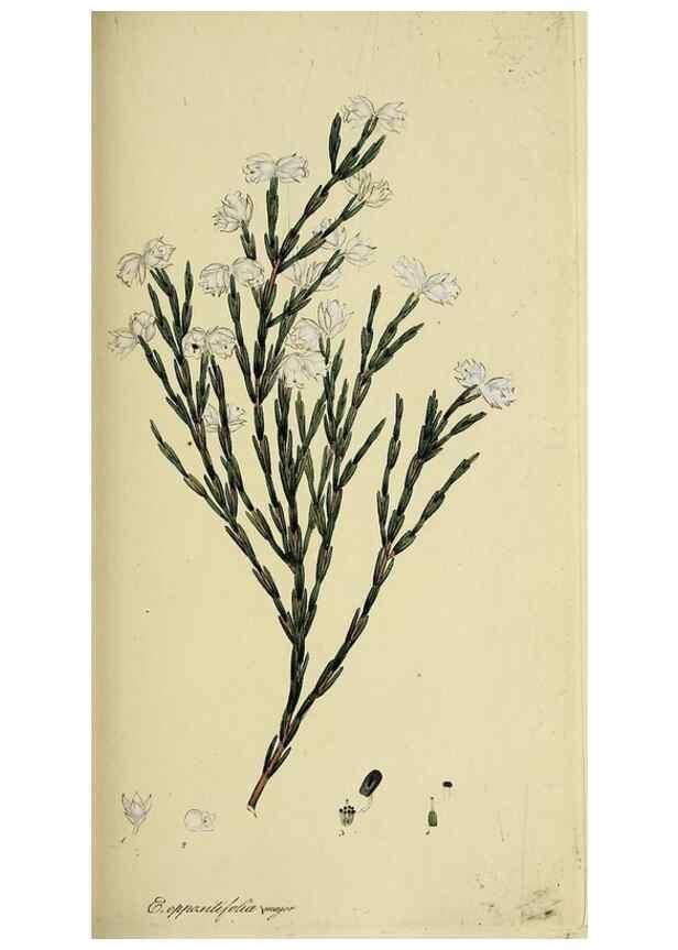 Reproducción/Reproduction 49720962052: The heathery, or, A monograph of the genus Erica :. London :Henry G. Bohn,1845.. 