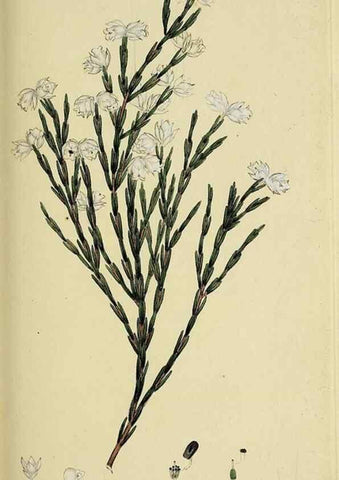 Reproducción/Reproduction 49720962052: The heathery, or, A monograph of the genus Erica :. London :Henry G. Bohn,1845.. 