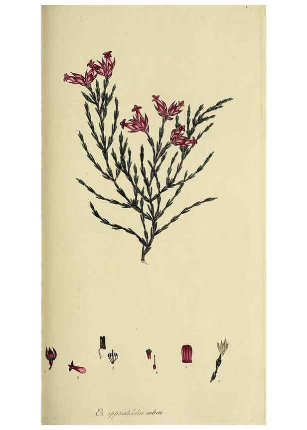 Reproducción/Reproduction 49720648421: The heathery, or, A monograph of the genus Erica :. London :Henry G. Bohn,1845.. 
