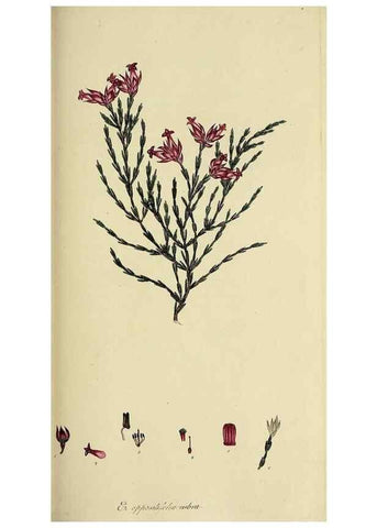 Reproducción/Reproduction 49720648421: The heathery, or, A monograph of the genus Erica :. London :Henry G. Bohn,1845.. 