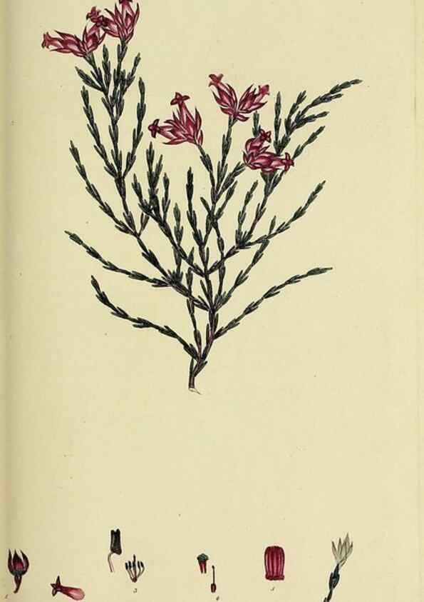 Reproducción/Reproduction 49720648421: The heathery, or, A monograph of the genus Erica :. London :Henry G. Bohn,1845.. 