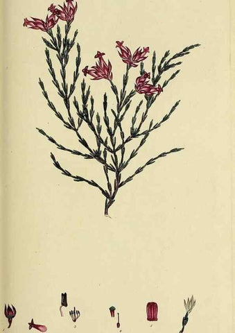 Reproducción/Reproduction 49720648421: The heathery, or, A monograph of the genus Erica :. London :Henry G. Bohn,1845.. 