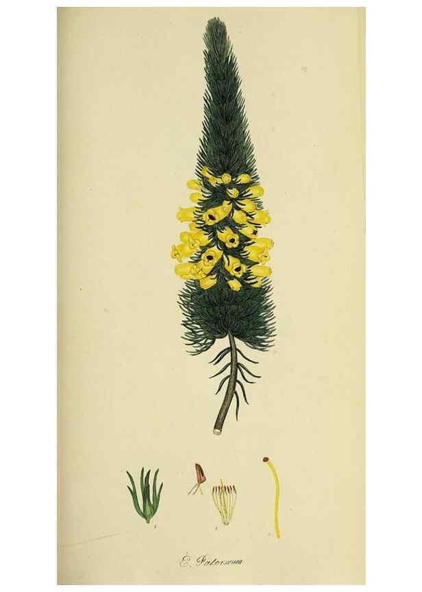 Reproducción/Reproduction 49720962607: The heathery, or, A monograph of the genus Erica :. London :Henry G. Bohn,1845.. 