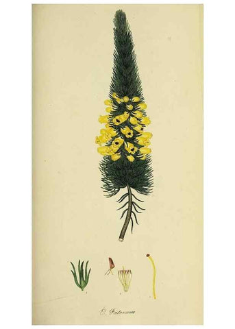 Reproducción/Reproduction 49720962607: The heathery, or, A monograph of the genus Erica :. London :Henry G. Bohn,1845.. 