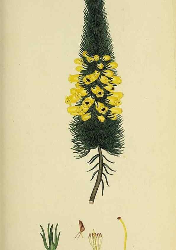 Reproducción/Reproduction 49720962607: The heathery, or, A monograph of the genus Erica :. London :Henry G. Bohn,1845.. 