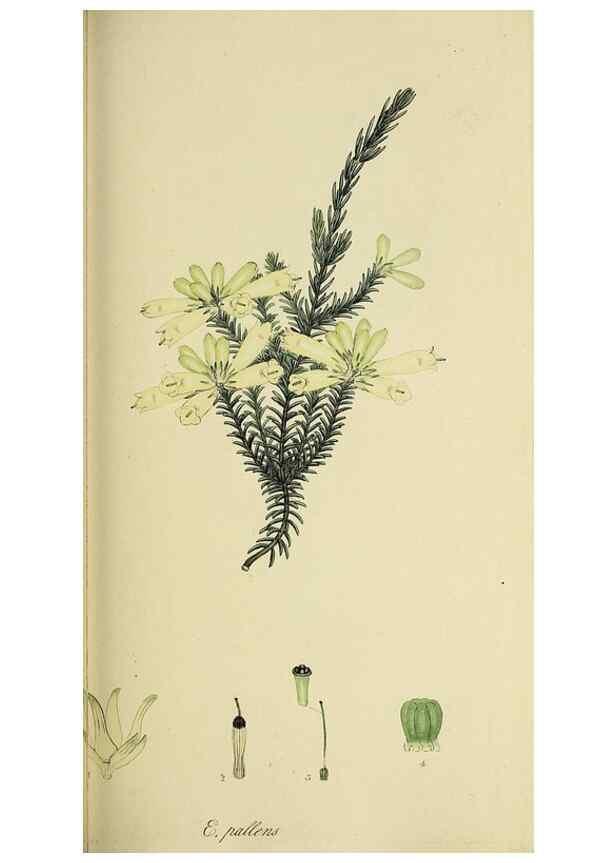 Reproducción/Reproduction 49720962952: The heathery, or, A monograph of the genus Erica :. London :Henry G. Bohn,1845.. 