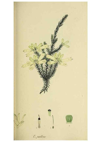 Reproducción/Reproduction 49720962952: The heathery, or, A monograph of the genus Erica :. London :Henry G. Bohn,1845.. 