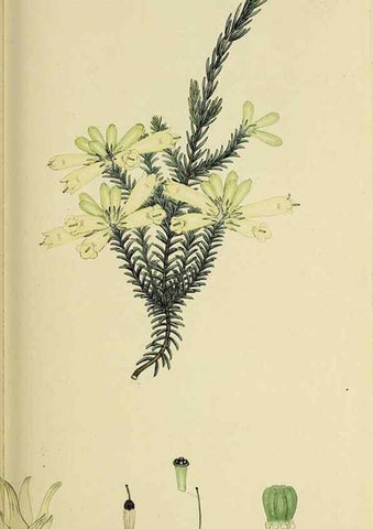 Reproducción/Reproduction 49720962952: The heathery, or, A monograph of the genus Erica :. London :Henry G. Bohn,1845.. 