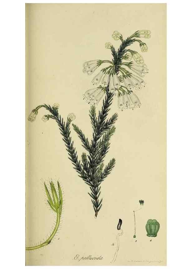 Reproducción/Reproduction 49720963432: The heathery, or, A monograph of the genus Erica :. London :Henry G. Bohn,1845.. 