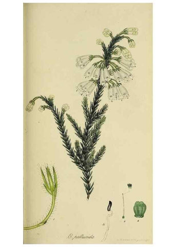 Reproducción/Reproduction 49720963432: The heathery, or, A monograph of the genus Erica :. London :Henry G. Bohn,1845.. 