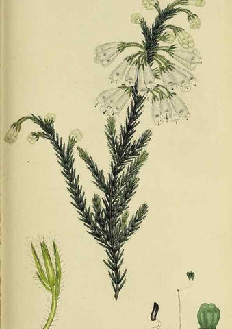 Reproducción/Reproduction 49720963432: The heathery, or, A monograph of the genus Erica :. London :Henry G. Bohn,1845.. 
