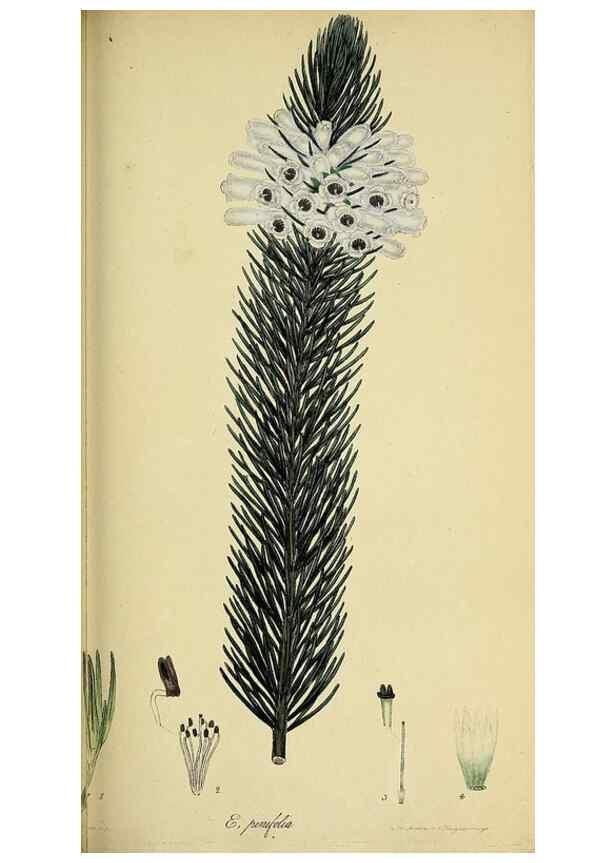 Reproducción/Reproduction 49720649626: The heathery, or, A monograph of the genus Erica :. London :Henry G. Bohn,1845.. 