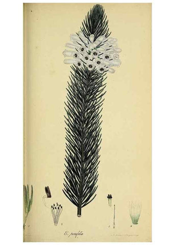 Reproducción/Reproduction 49720649626: The heathery, or, A monograph of the genus Erica :. London :Henry G. Bohn,1845.. 