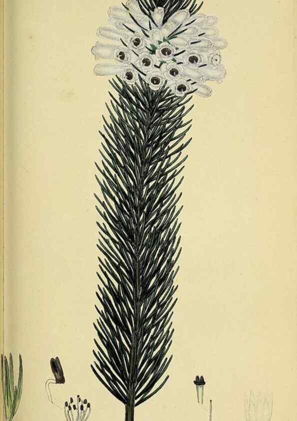 Reproducción/Reproduction 49720649626: The heathery, or, A monograph of the genus Erica :. London :Henry G. Bohn,1845.. 