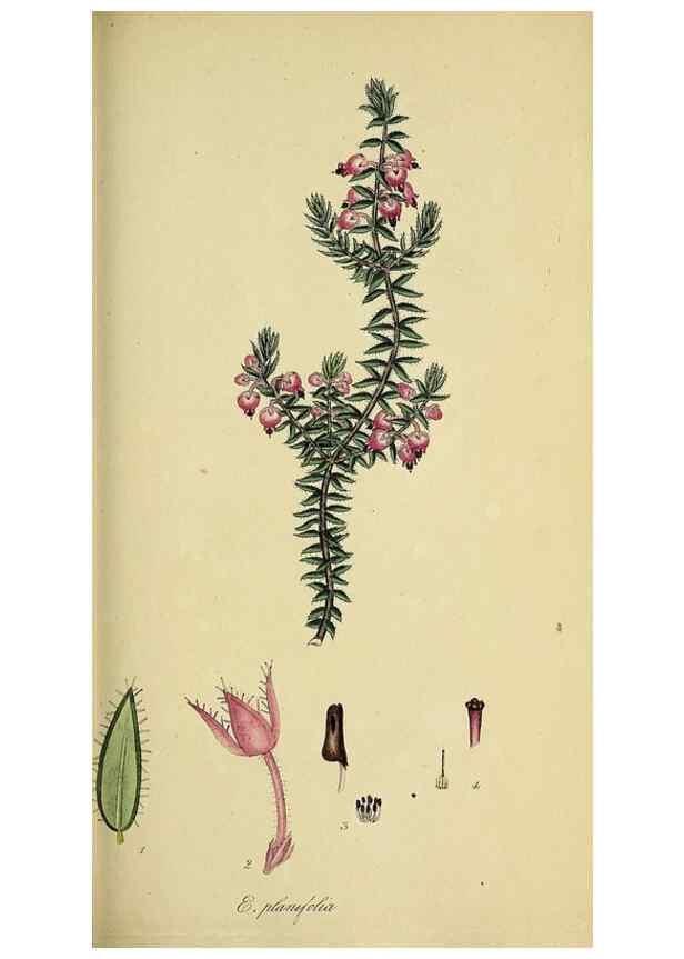 Reproducción/Reproduction 49720649921: The heathery, or, A monograph of the genus Erica :. London :Henry G. Bohn,1845.. 