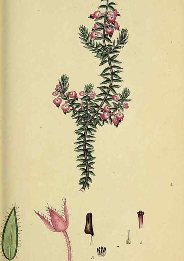Reproducción/Reproduction 49720649921: The heathery, or, A monograph of the genus Erica :. London :Henry G. Bohn,1845.. 