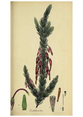 Reproducción/Reproduction 49720964327: The heathery, or, A monograph of the genus Erica :. London :Henry G. Bohn,1845.. 