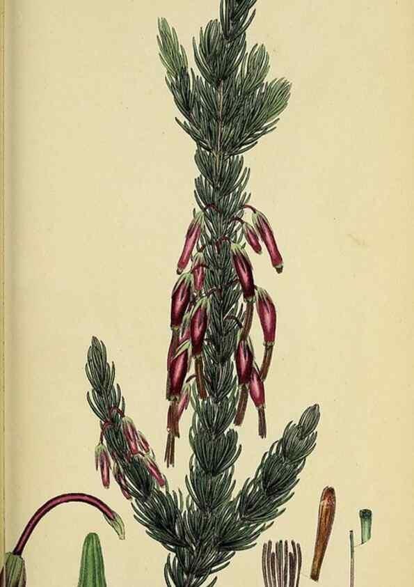 Reproducción/Reproduction 49720964327: The heathery, or, A monograph of the genus Erica :. London :Henry G. Bohn,1845.. 