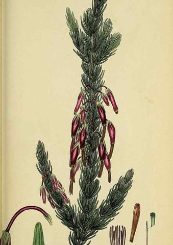 Reproducción/Reproduction 49720964327: The heathery, or, A monograph of the genus Erica :. London :Henry G. Bohn,1845.. 