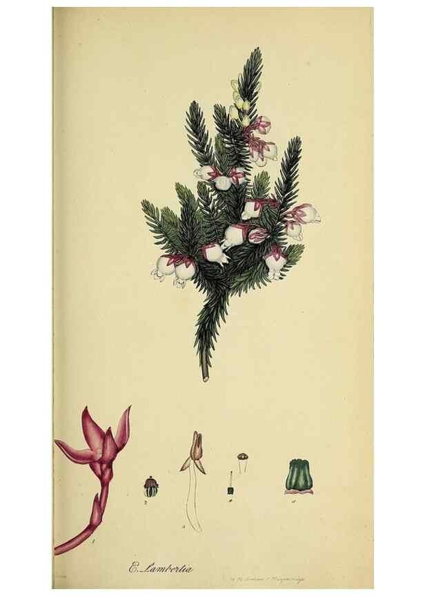 Reproducción/Reproduction 49720109143: The heathery, or, A monograph of the genus Erica :. London :Henry G. Bohn,1845.. 