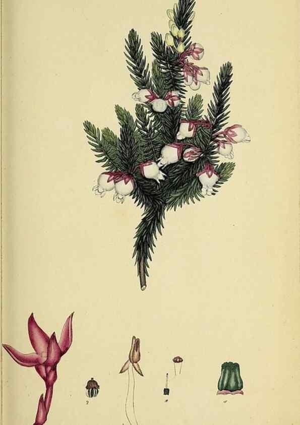 Reproducción/Reproduction 49720109143: The heathery, or, A monograph of the genus Erica :. London :Henry G. Bohn,1845.. 