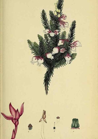 Reproducción/Reproduction 49720109143: The heathery, or, A monograph of the genus Erica :. London :Henry G. Bohn,1845.. 
