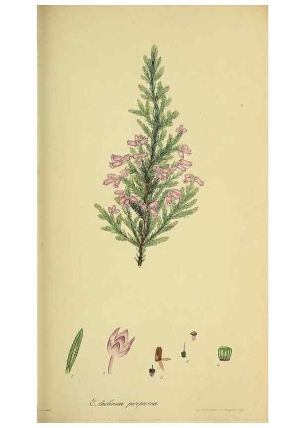 Reproducción/Reproduction 49720958902: The heathery, or, A monograph of the genus Erica :. London :Henry G. Bohn,1845.. 