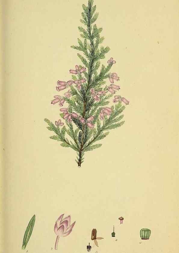 Reproducción/Reproduction 49720958902: The heathery, or, A monograph of the genus Erica :. London :Henry G. Bohn,1845.. 