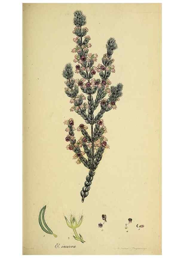 Reproducción/Reproduction 49720958517: The heathery, or, A monograph of the genus Erica :. London :Henry G. Bohn,1845.. 