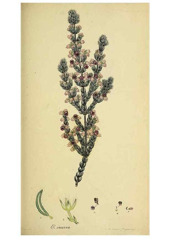 Reproducción/Reproduction 49720958517: The heathery, or, A monograph of the genus Erica :. London :Henry G. Bohn,1845.. 