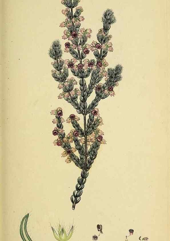 Reproducción/Reproduction 49720958517: The heathery, or, A monograph of the genus Erica :. London :Henry G. Bohn,1845.. 