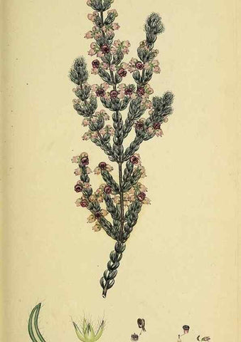 Reproducción/Reproduction 49720958517: The heathery, or, A monograph of the genus Erica :. London :Henry G. Bohn,1845.. 