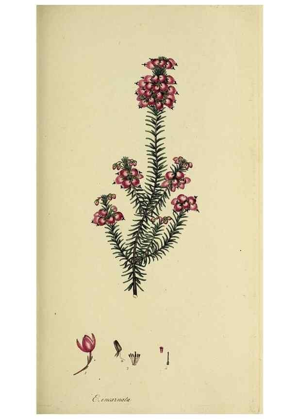 Reproducción/Reproduction 49720108083: The heathery, or, A monograph of the genus Erica :. London :Henry G. Bohn,1845.. 