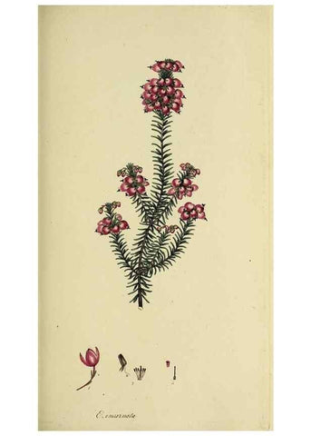 Reproducción/Reproduction 49720108083: The heathery, or, A monograph of the genus Erica :. London :Henry G. Bohn,1845.. 