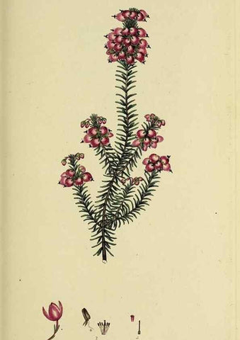 Reproducción/Reproduction 49720108083: The heathery, or, A monograph of the genus Erica :. London :Henry G. Bohn,1845.. 