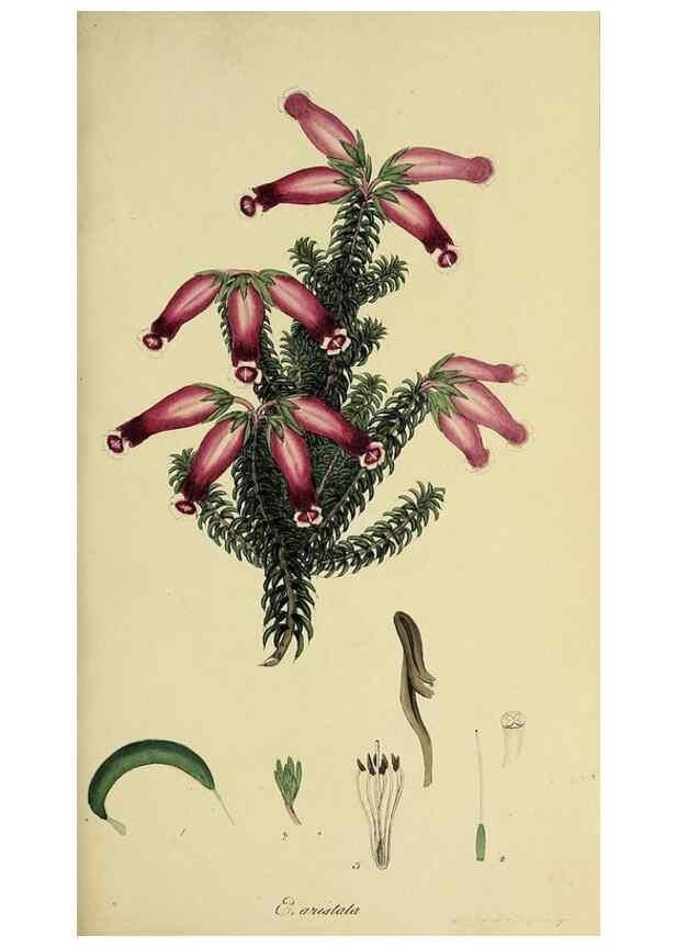 Reproducción/Reproduction 49720953172: The heathery, or, A monograph of the genus Erica :. London :Henry G. Bohn,1845.. 