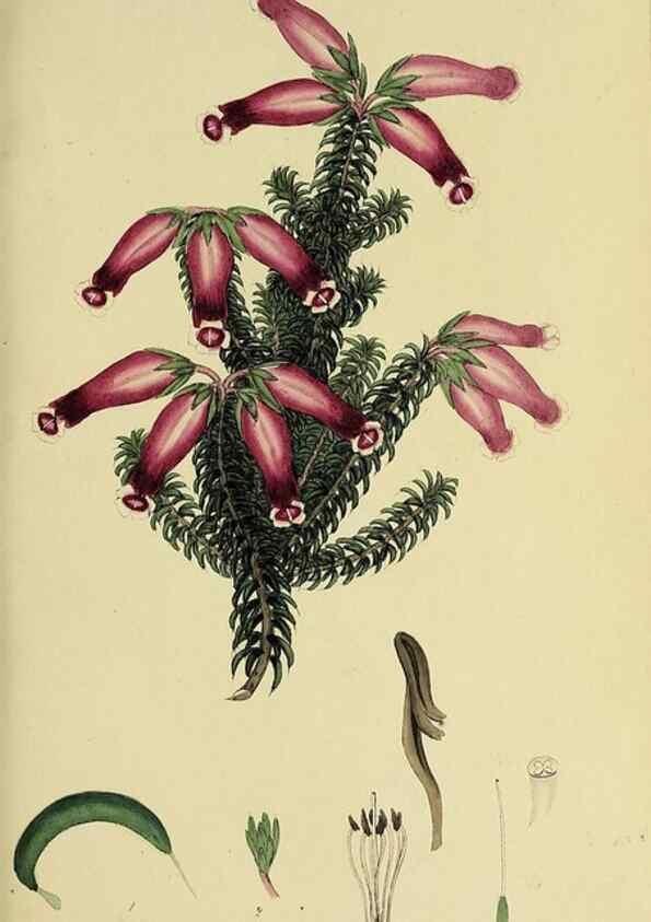 Reproducción/Reproduction 49720953172: The heathery, or, A monograph of the genus Erica :. London :Henry G. Bohn,1845.. 