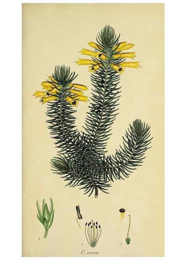 Reproducción/Reproduction 49720103448: The heathery, or, A monograph of the genus Erica :. London :Henry G. Bohn,1845.. 