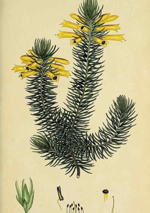 Reproducción/Reproduction 49720103448: The heathery, or, A monograph of the genus Erica :. London :Henry G. Bohn,1845.. 