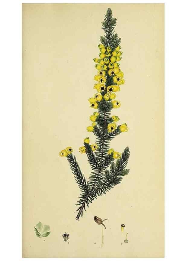 Reproducción/Reproduction 49720953912: The heathery, or, A monograph of the genus Erica :. London :Henry G. Bohn,1845.. 