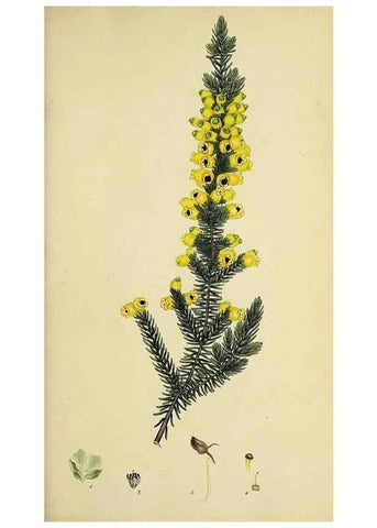 Reproducción/Reproduction 49720953912: The heathery, or, A monograph of the genus Erica :. London :Henry G. Bohn,1845.. 